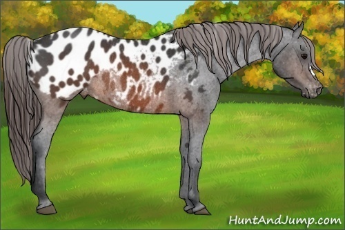 Horse Color:Brown Roan Appaloosa Rabicano