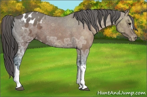 Horse Color:Brown Ice Appaloosa 