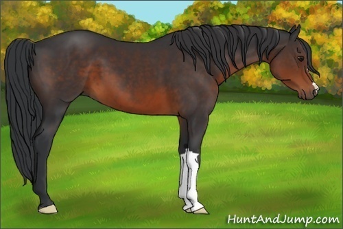 Horse Color:Brown 