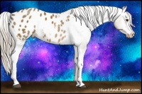 Horse Color:White Spotted Chocolate Palomino Varnish