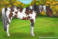 Horse Color:White Spotted Bay 