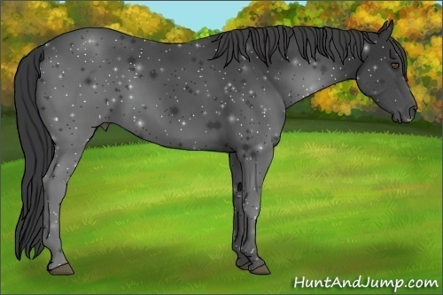 Horse Color:Black 
