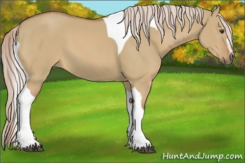 Horse Color:Palomino Dun Sabino Tobiano 