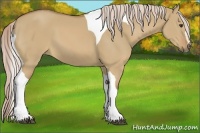 Horse Color:Palomino Dun Sabino Tobiano