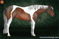 Horse Color:Bay Tobiano 