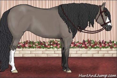 Horse Color:Grullo 