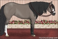 Horse Color:Grullo 