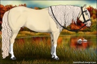 Horse Color:Gold Cream Champagne Dun 