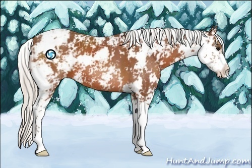 Horse Color:Silver Bay Sabino 