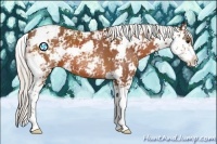 Horse Color:Silver Bay Sabino