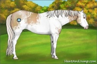 Horse Color:White Spotted Silver Black Pearl Sabino