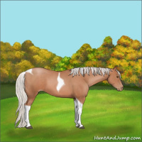 Horse Color:Silver Black Pearl Sabino Tobiano 