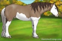 Horse Color:Classic Champagne Splash