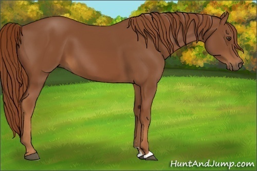 Horse Color:Chestnut Sabino 