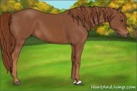 Horse Color:Chestnut Sabino