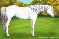 Horse Color:Brown Appaloosa 