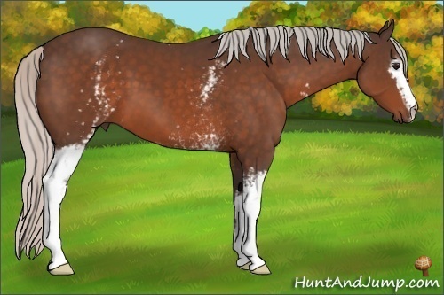 Horse Color:White Spotted Silver Bay 