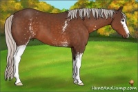 Horse Color:White Spotted Silver Bay 