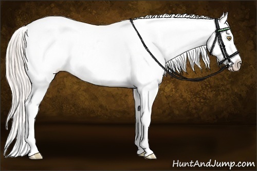 Horse Color:Silver Classic Champagne Roan Dun Splash Tobiano Frame Blanket Rabicano 
