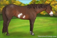 Horse Color:Liver Chestnut Sabino Frame