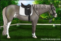 Horse Color:Silver Black Sabino 
