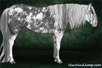 Horse Color:Black Sabino