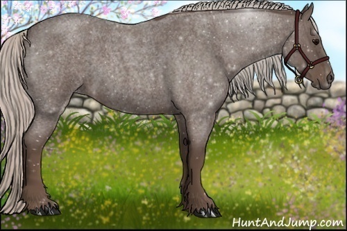 Horse Color:Silver Blue Roan Rabicano