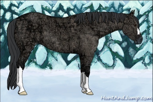 Horse Color:Grullo Ice 