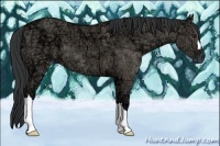 Horse Color:Grullo Ice 