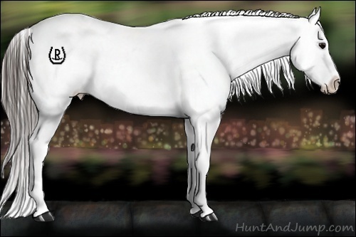 Horse Color:Blue Roan Snowcap Rabicano 