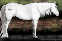 Horse Color:Blue Roan Appaloosa Rabicano