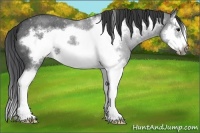 Horse Color:Blue Roan Sabino Splash Frame 