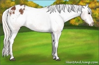 Horse Color:Silver Bay Sabino Appaloosa 