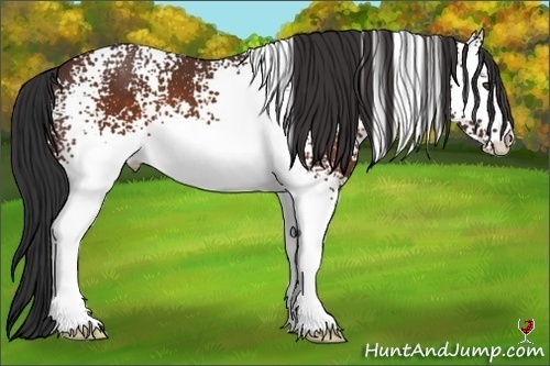 Horse Color:White Spotted Brown 