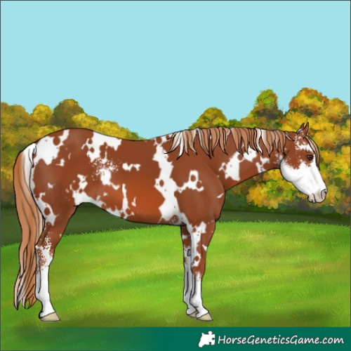 Horse Color:White Spotted Chestnut Sabino 