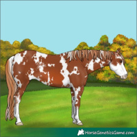 Horse Color:White Spotted Chestnut Sabino