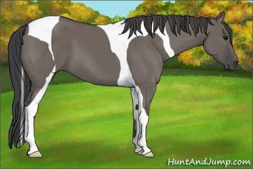 Horse Color:Smoky Grullo Tobiano
