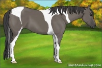 Horse Color:Smoky Grullo Tobiano