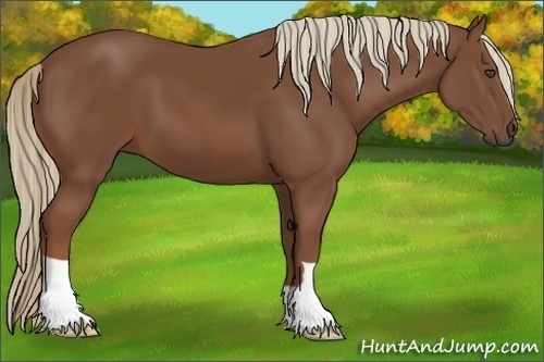 Horse Color:Unknown 