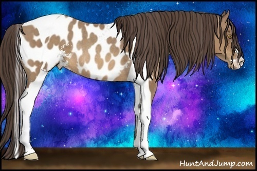 Horse Color:Sable Champagne Sabino Tobiano Appaloosa Rabicano 