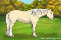 Horse Color:Gold Cream Champagne Dun