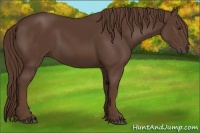 Horse Color:Liver Chestnut Sabino