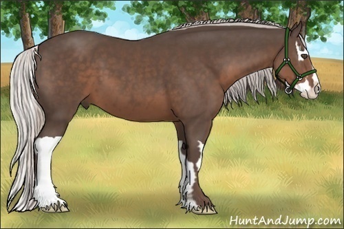 Horse Color:Silver Black Splash Frame 