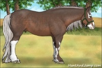 Horse Color:Silver Black Splash Frame