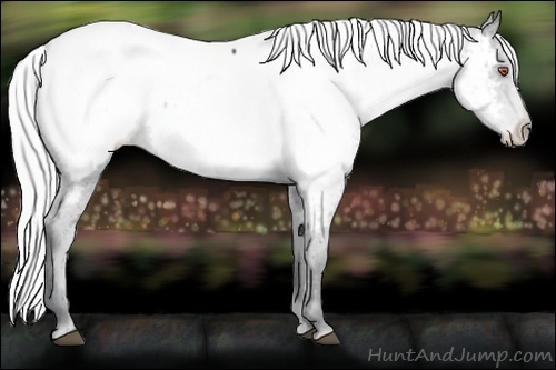 Horse Color:Silver Black Chinchilla Appaloosa