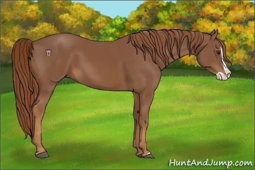 Horse Color:Chestnut Splash