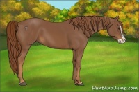 Horse Color:Chestnut Splash 