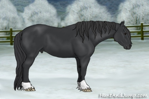 Horse Color:Black 