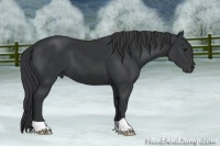 Horse Color:Black 