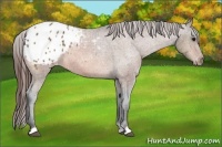 Horse Color:Bay Appaloosa